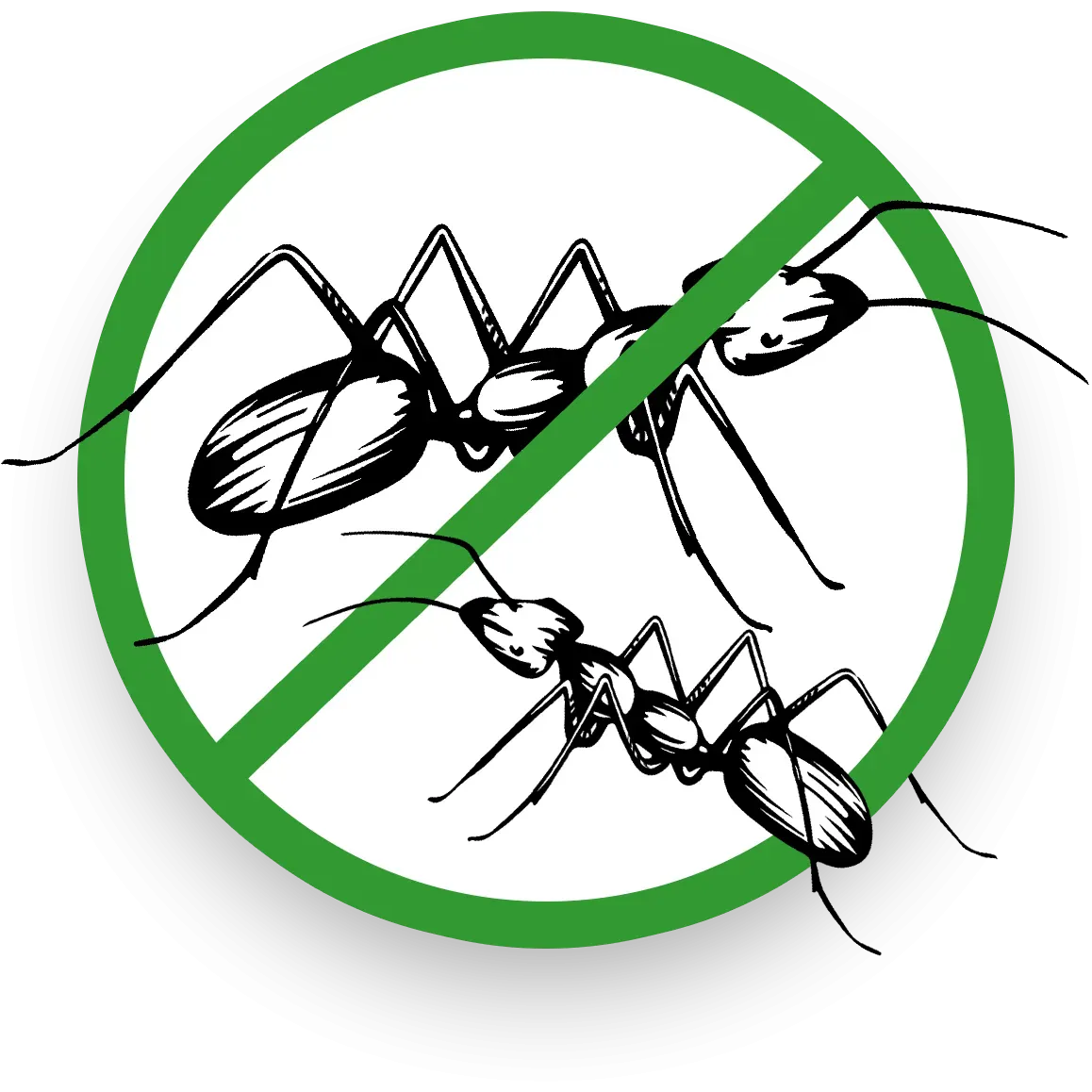 ant graphic
