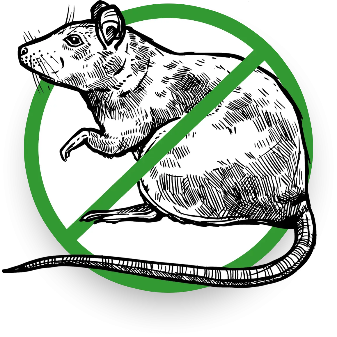rodent graphic