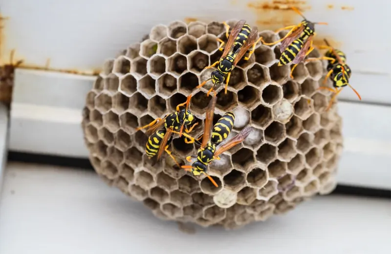 wasp nest on house