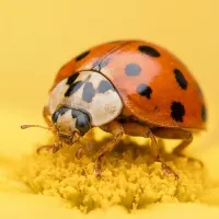 asian beetle