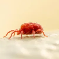 clover mite