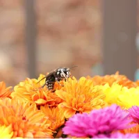 hornet on flowers
