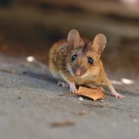 house mouse on the ground