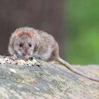 rat on concrete