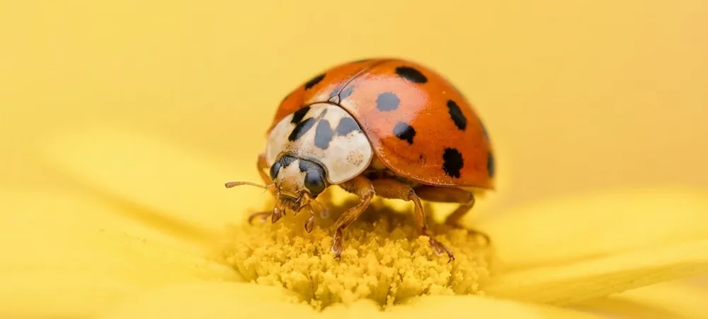 asian beetle