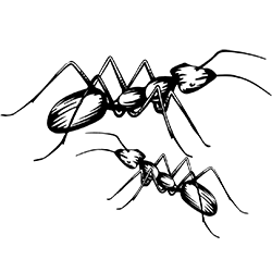 ants