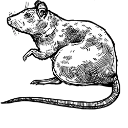 rodent icon