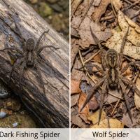 Giant Spiders Side by Side
