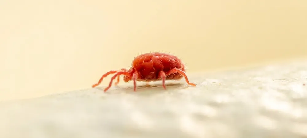 clover mite
