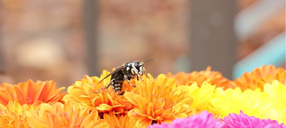 hornet on flowers