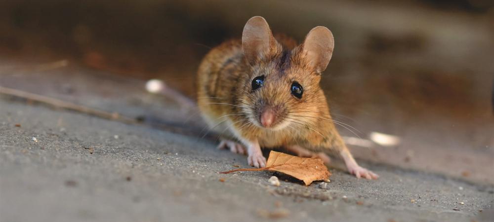 house mouse on the ground
