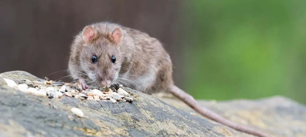 rat on concrete