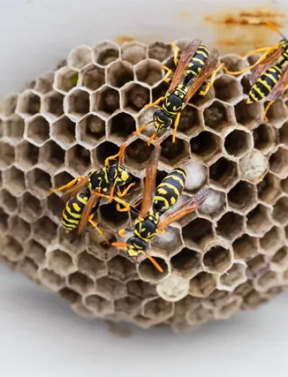 wasp nest on house