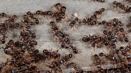 slab ants