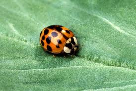 Asian lady beetle, ladybug