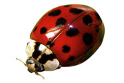 Asian Beetle or Lady Bugs