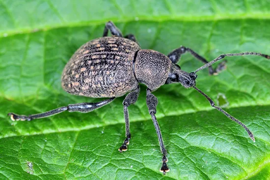 Strawberry Root weevils