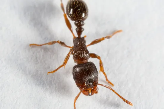 Pavement ants or Slab ants