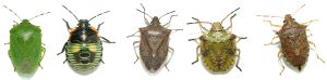 Various types of Stink Bugs