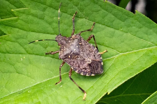 What is a Stink Bug??