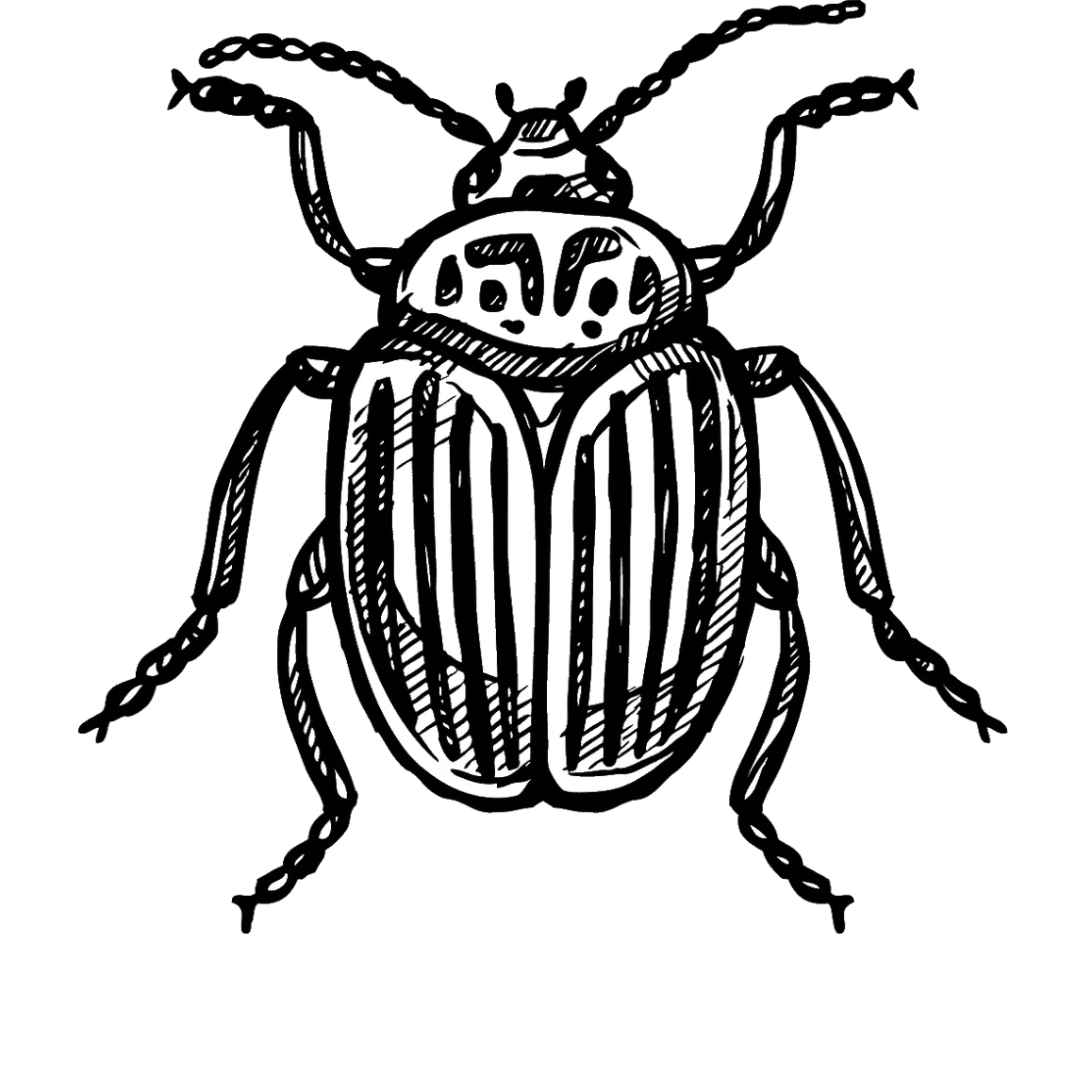 Illustration of a beetle