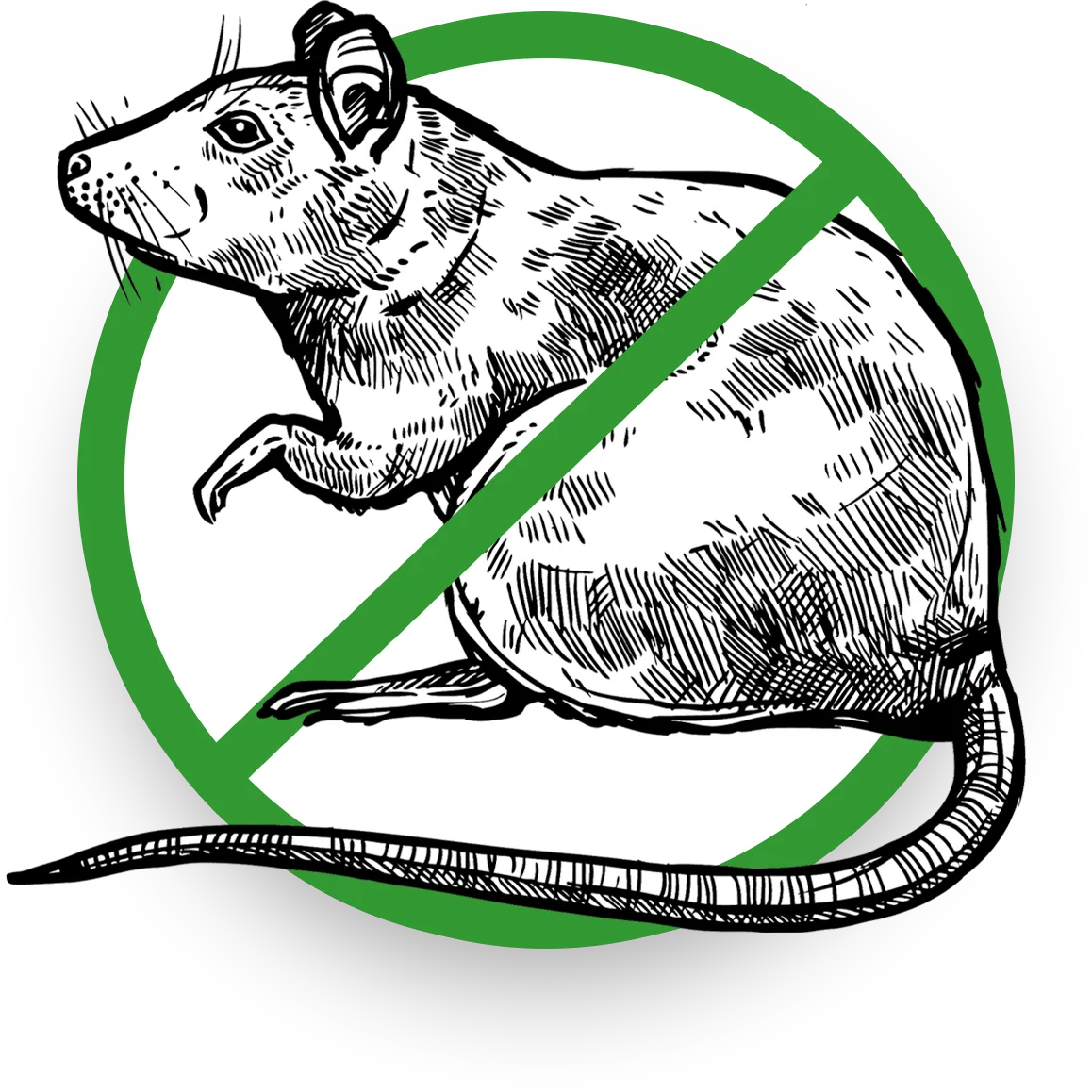 Illustration of a Rodent