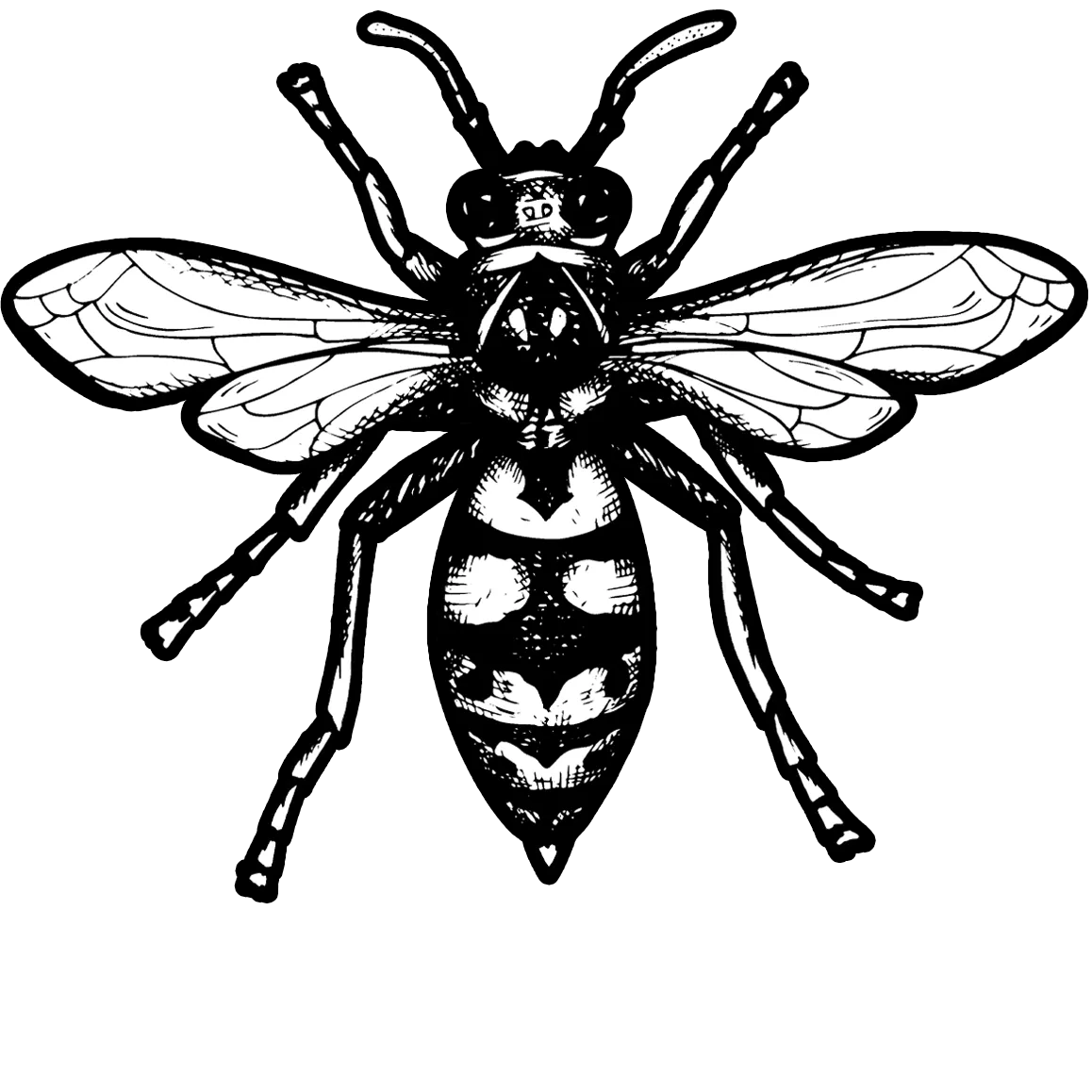 Illustration of a Wasp