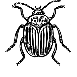 Exterminated Insect Illustration