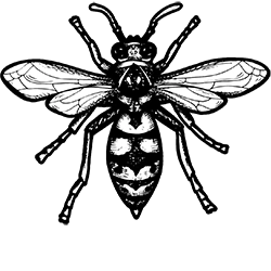 Exterminated Wasp Illustration